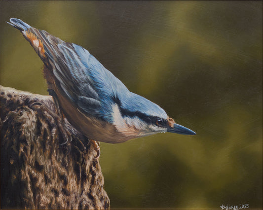 'NUTHATCH' Original Artwork