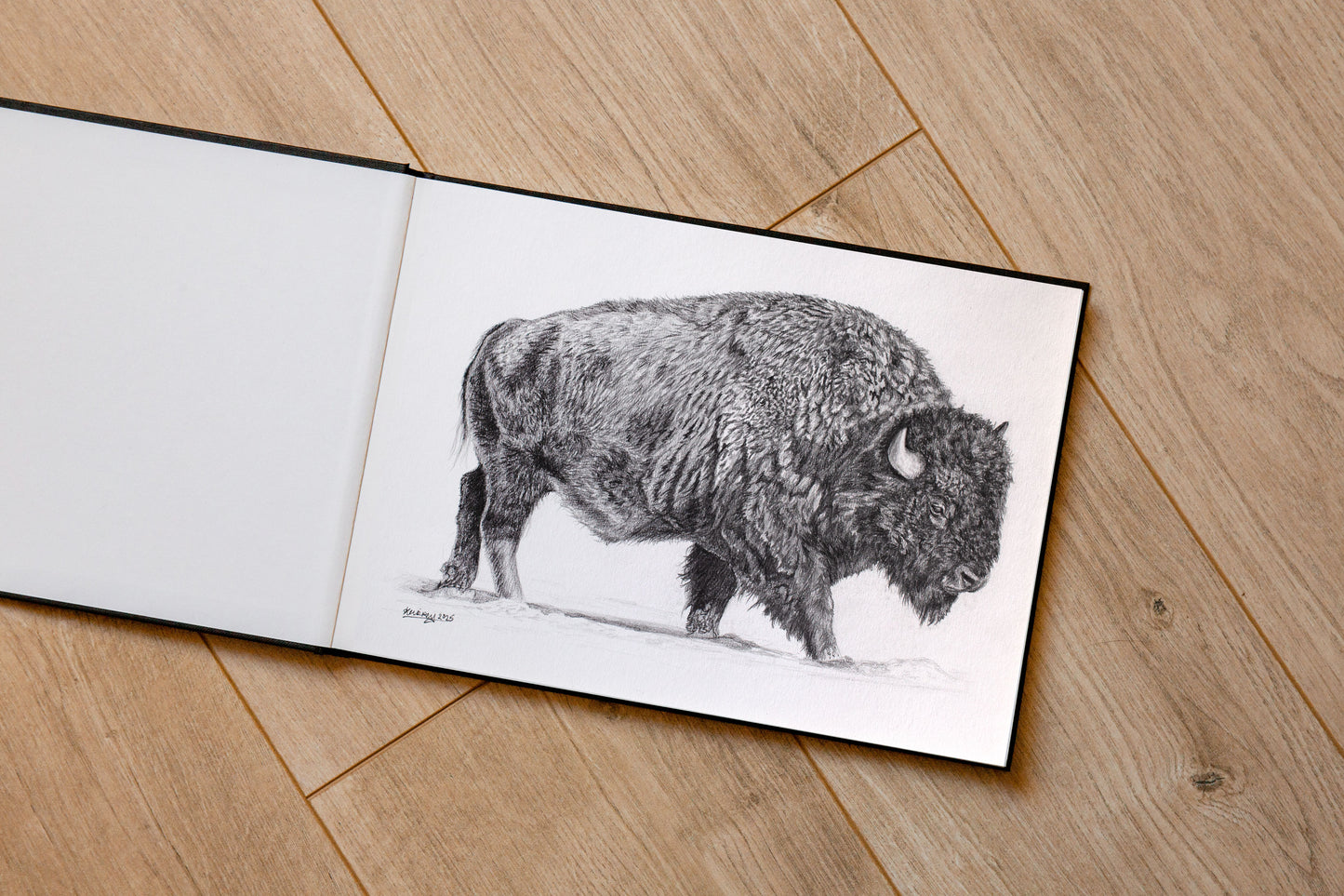 Bison Sketch