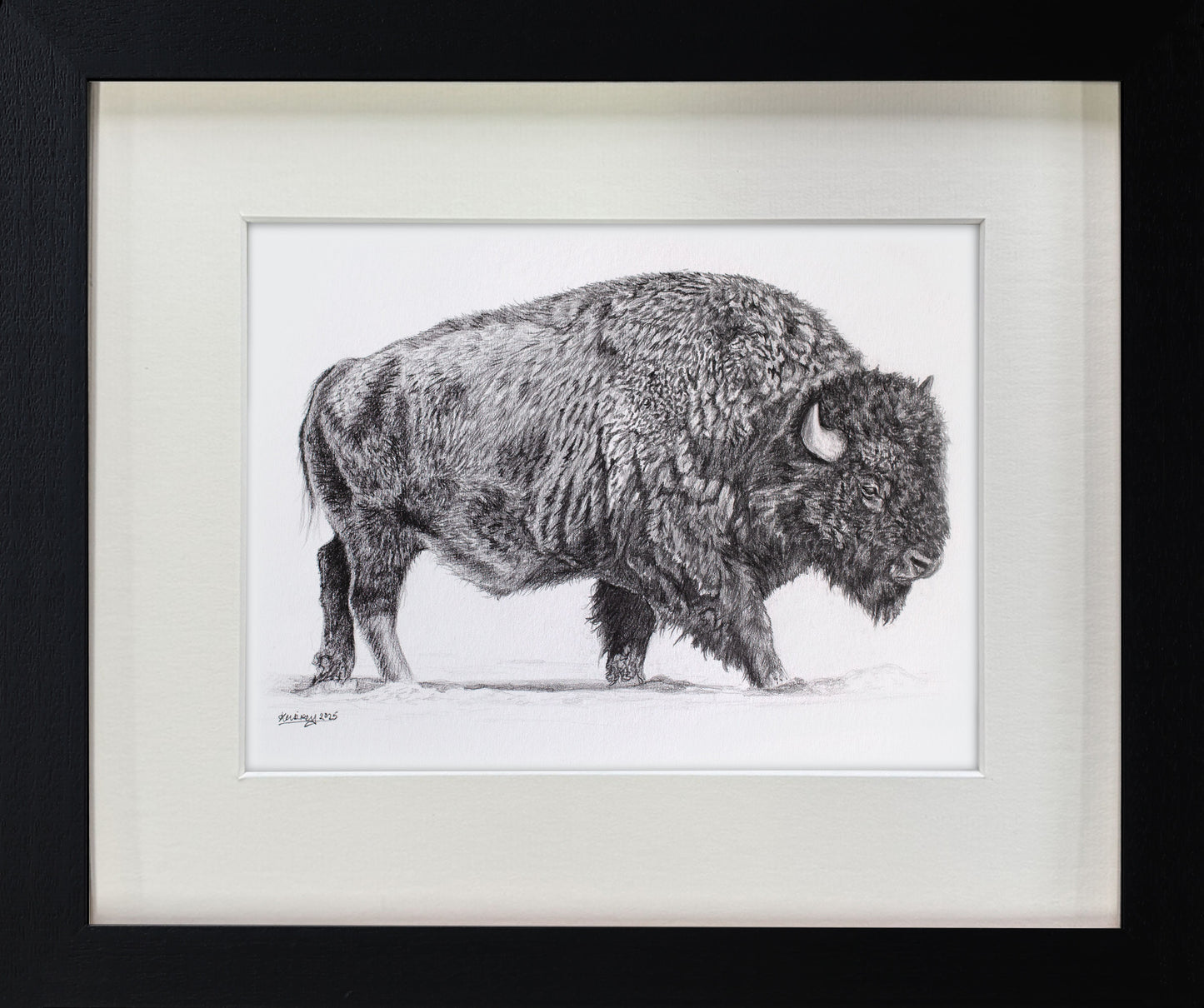 Bison Sketch