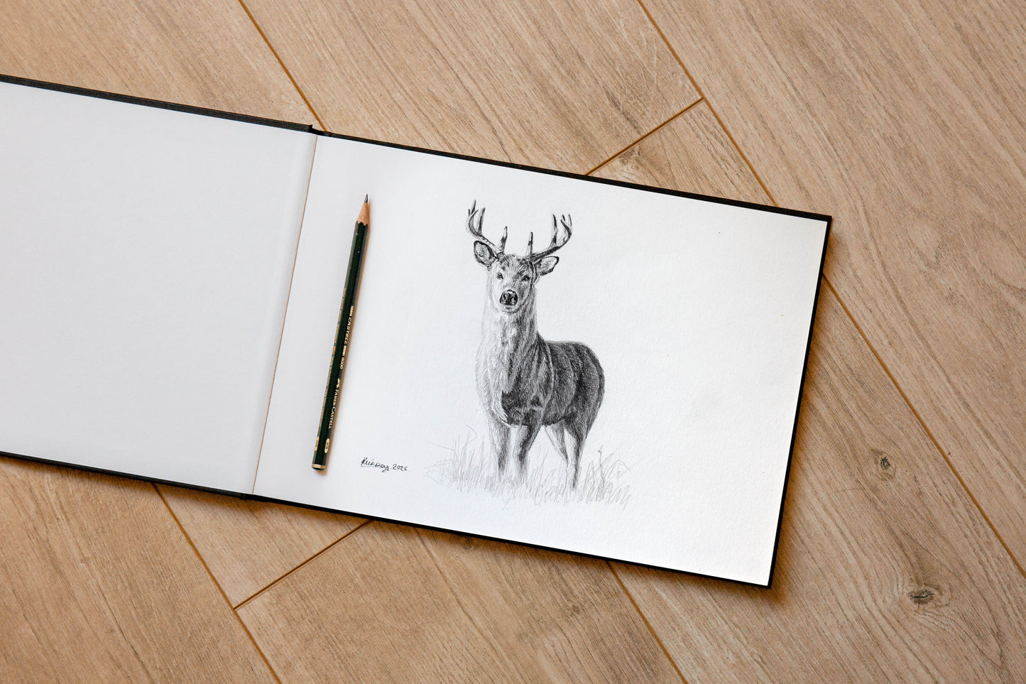 Whitetail Stag Sketch