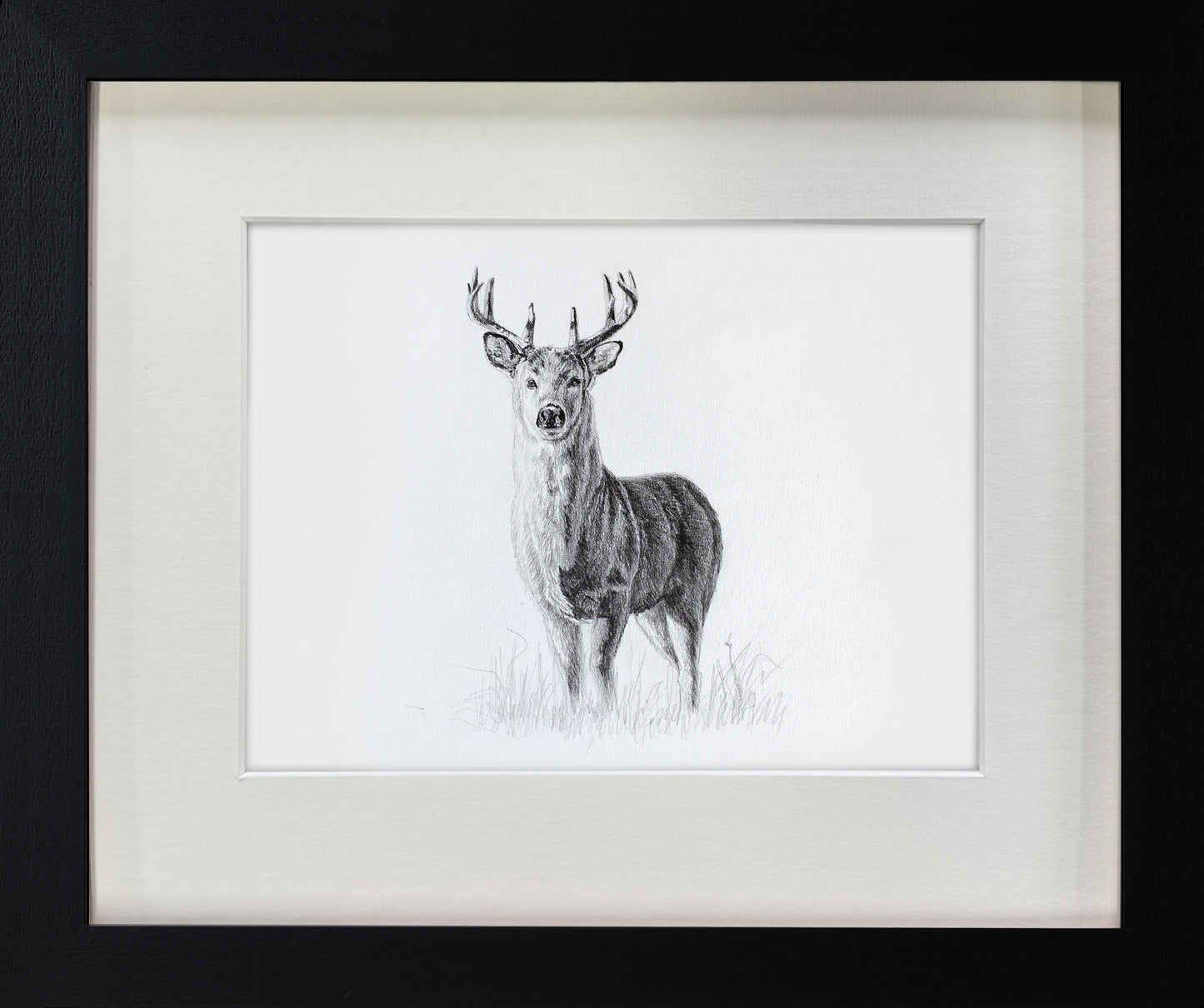 Whitetail Stag Sketch